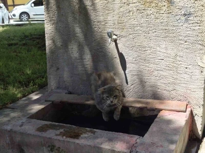 Sıcaktan bunalan sokak kedisi tarihi &ccedil;eşmenin altında serinlemeye &ccedil;alıştı
