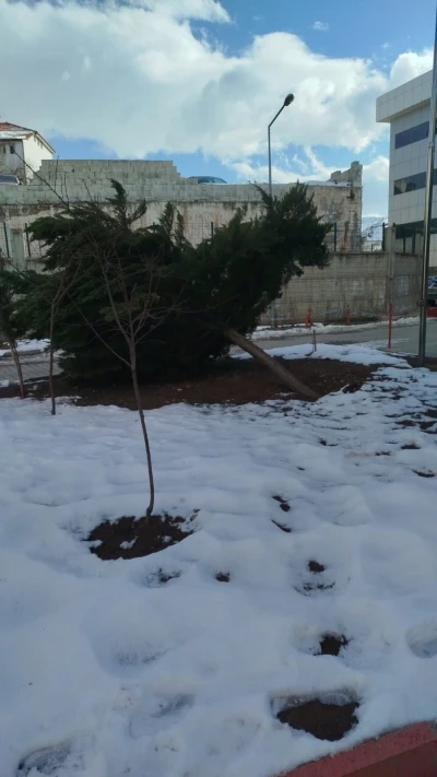 Şiddetli r&uuml;zgar hastane bah&ccedil;esindeki &ccedil;am ağacını devirdi

