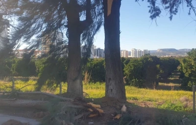 Şiddetli r&uuml;zgarda kırılan ağa&ccedil; yola devrildi
