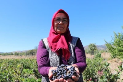 Şifa bulduğu meyvenin üretimi için şehir değiştirdi, 2009 fidanla şifa dağıtacak
