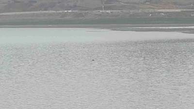 Sıhke G&ouml;leti&rsquo;ne giren inek telef oldu
