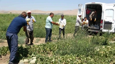 Sıhke kavununun hasadına başlandı
