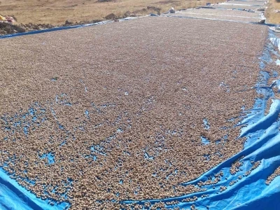 Siirt fıstığı işleme çalışmaları sürüyor
