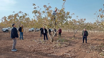 Siirt Fıstığında Kritik D&ouml;nem