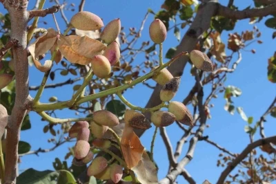 Siirt fıstığında rekolte yüzde 80 düştü
