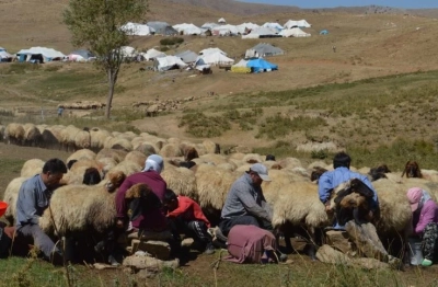 Siirt'in Yaylalarında G&ouml;&ccedil;ebe Mesaisi Başladı