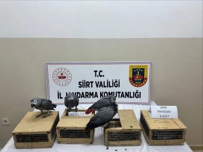 Siirt&rsquo;te 480 Bin TL Değerinde 8 Jako Papağan Ele Ge&ccedil;irildi