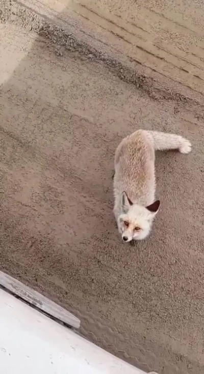 Siirt&rsquo;te a&ccedil; kalan tilki iş&ccedil;ilerin yanına geldi
