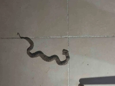 Siirt&rsquo;te apartmanda g&ouml;r&uuml;len yılan paniğe neden oldu
