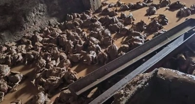 Siirt&rsquo;te ara&ccedil;lar sel sularında kayboldu, onlarca hayvan telef oldu