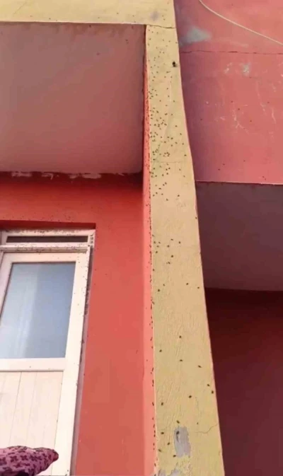 Siirt’te bazı evlerin duvarları sineklerle kaplandı

