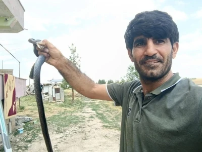 Siirt&rsquo;te evine giren yılanı eliyle yakaladı
