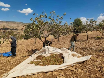 Siirt’te fıstık hasadında sona gelindi
