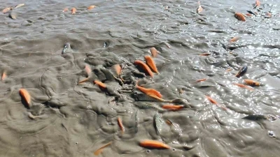 Siirt’te gölet kurudu, balıklar telef oldu
