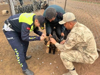 Siirt’te hayvan kazalarının önlenmesi için sürüye &quot;reflektif bant&quot; takıldı
