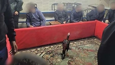 Siirt&rsquo;te horoz d&ouml;v&uuml;ş&uuml;ne su&ccedil;&uuml;st&uuml; operasyon: 60 kişi yakalandı

