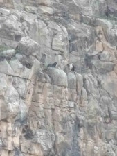 Siirt&rsquo;te kayalıklarda 4 g&uuml;nd&uuml;r mahsur kalan 2 ke&ccedil;i kurtarıldı