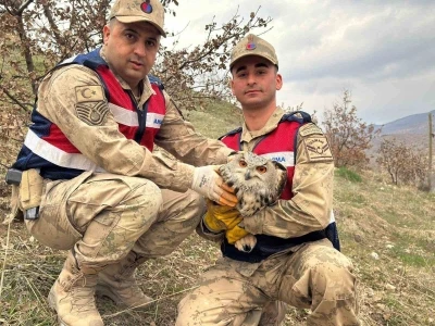 Siirt&rsquo;te nesli tehlike altındaki kulaklı baykuş koruma altına alındı
