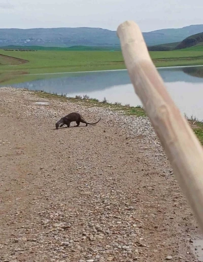Siirt&rsquo;te nesli t&uuml;kenme tehlikesi altındaki su samuru g&ouml;r&uuml;nt&uuml;lendi
