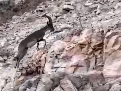 Siirt’te nesli tükenme tehlikesi altındaki yabani dağ keçisi görüldü
