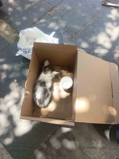 Siirt&rsquo;te reklam panosuna sıkışan yavru kedi AFAD ekiplerince kurtarıldı
