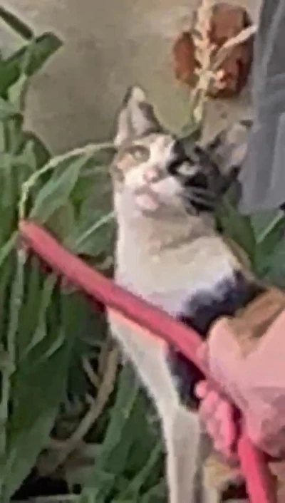 Siirt’te sıcaktan bitkin düşen kediye güvenlik görevlisi can suyu oldu
