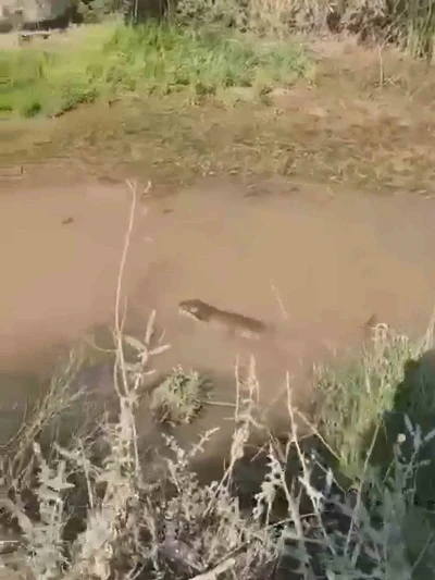 Siirt’te su samuru görüldü
