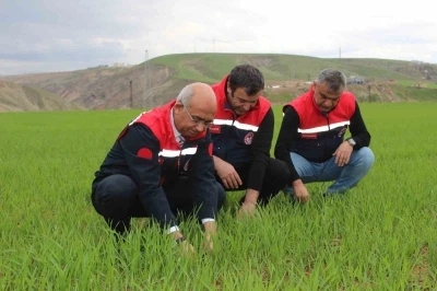 Siirt&rsquo;te yağışlar y&uuml;zde 150 arttı, tarımsal hasıla beklentisi y&uuml;kseldi
