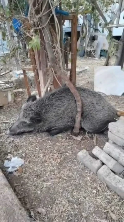 Silahla yaralanan domuz Doğal Yaşam Parkı’nda iyileştirildi
