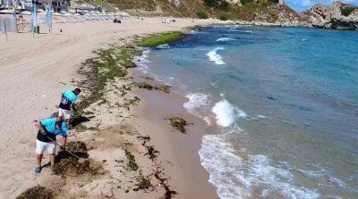 Şile’de deniz adeta yosun kustu
