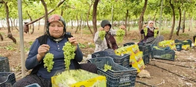 Silifke&rsquo;de sezonun ilk &uuml;z&uuml;m&uuml; hasat edildi, kilosu 600 TL&rsquo;den ihra&ccedil; edildi
