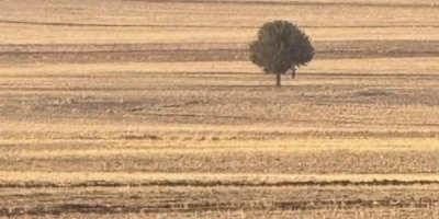Silopi’de bir kişi arazide ölü bulundu
