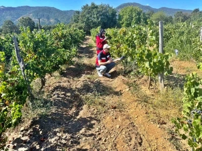 Simav’da bağlarda Üzüm Survey çalışmaları
