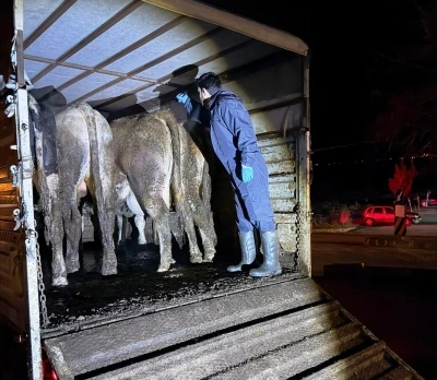 Simav&rsquo;da hayvan hareketlerine y&ouml;nelik yol kontrol&uuml;
