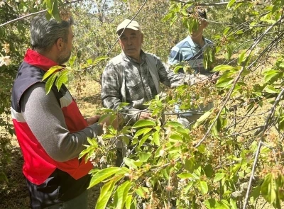 Simav&rsquo;da kiraz ve vişne bah&ccedil;elerinde hastalık tespit &ccedil;alışması
