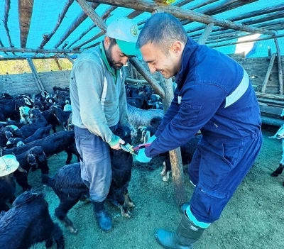 Simav&rsquo;da k&uuml;&ccedil;&uuml;kbaş hayvanlara aşılama ve k&uuml;peleme &ccedil;alışması
