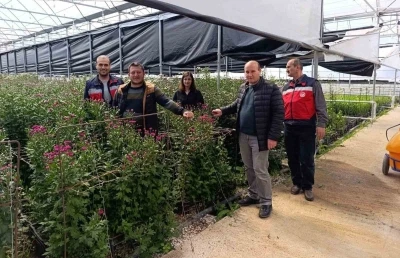 Simav&rsquo;daki seralarda domatese alternatif kesme &ccedil;i&ccedil;ek &uuml;retimi
