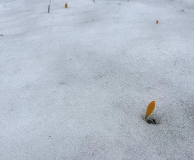 Simav G&ouml;lc&uuml;k Yaylası&rsquo;nda karda a&ccedil;an &ccedil;iğdemler ilgi g&ouml;r&uuml;yor
