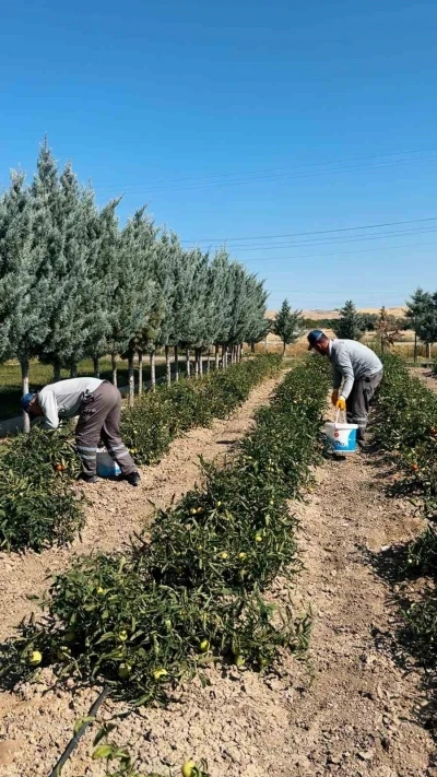 Sincan Belediyesi, organik sebze ve meyveleri ihtiyaç sahiplerine ulaştırıyor
