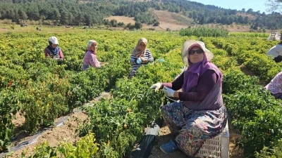 Sındırgı’da sarı altında hasat zamanı

