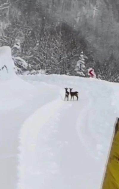 Sinop İl &Ouml;zel İdaresi ekipleri, karın tadını &ccedil;ıkaran karacalarla karşılaştı
