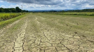 Sinop Karasu Ovası&rsquo;nda sulama ana hattı yine patladı: &Ccedil;eltikte kuruma riski
