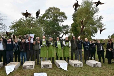 Sinop’ta 250 sülün kuşu doğaya bırakıldı
