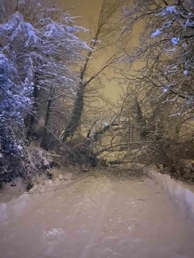 Sinop&rsquo;ta ağa&ccedil; devrildi
