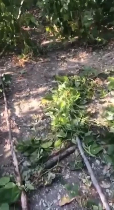 Sinop’ta ayı tedirginliği
