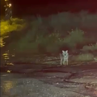 Sinop&rsquo;ta &ccedil;akal g&ouml;r&uuml;nt&uuml;lendi
