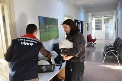 Sinop&rsquo;ta hayvan kimliklendirme istatistikleri
