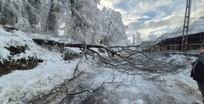 Sinop&rsquo;ta kara yolunda ağa&ccedil; devrildi

