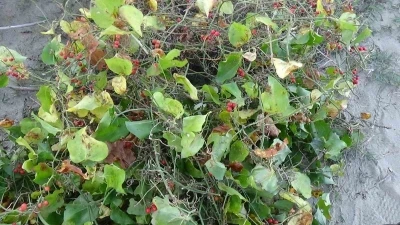 Sinop’ta Roman vatandaşların &quot;kokina&quot; mesaisi: İstanbul’dan gelip topluyorlar
