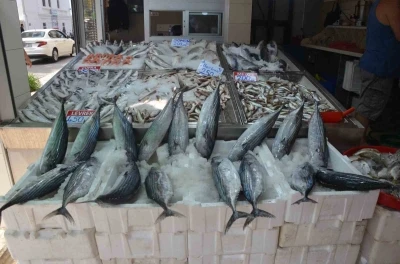 Sinop’ta torik bolluğu: Tanesi 800 TL
